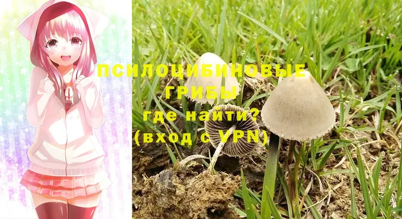 Галлюциногенные грибы Magic Shrooms  где купить наркоту  Братск 